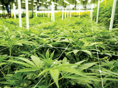 Proposal to create a new ISO/TC “Safety, security and good manufacturing practices of cannabis-related facilities and activities?